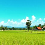 Pemandangan Desa Pilang dengan sawah dan rumah tradisional.